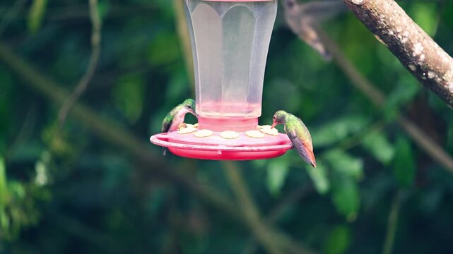 Nombreux colibris qui boivent de l'eau sucr&eacute;e en Equateur