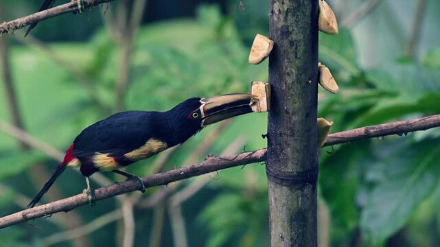 Un toucan Ara&ccedil;ari mange des fruits sur une branche dans la for&ecirc;t tropicale de l'Equateur