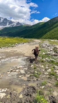 A lone dog navigates a muddy mountain path under azure skies, reminiscent of Tibetan Losar and Lughnasadh celebrations