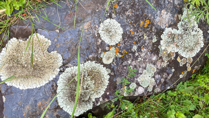Ancient lichen colonies bloom on mossy stones, celebrating Arbor Day's resilience and the mystical Lichen Appreciation Week