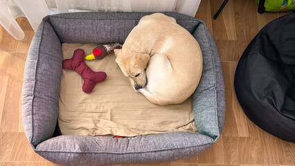 Curled pup in plush dog bed with plush bone, cozy nap time, evokes International Dog Day and Pet Appreciation Week vibes
