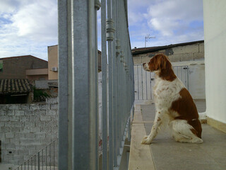 Cane © Steve Fossiant