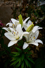 White Lily Bouquet in Garden Setting with Buds and Green Leaves,Elegant Floral Display