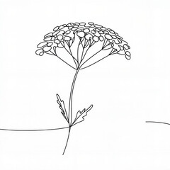 Line drawing of a flower with delicate petals on a white background  