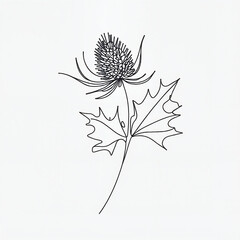 Line drawing of flower plant with leaves on a white background  