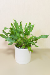 Phlebodium Blue Star (Lat. Phlebodium Blue Star) is unusual decorative fern houseplant with blue-green leaves with wavy edges reminiscent of seaweedon on white background