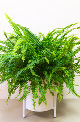 Nephrolepis Boston fern (Nephrolepis exaltata Bostoniensis) is a popular, bushy, ornamental houseplant with green, feathery leaves in white pot on stand against white background