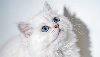 Fototapeta premium Close-up portrait of a white Persian kitten with blue eyes looking up curiously against a clean white background with soft shadows.