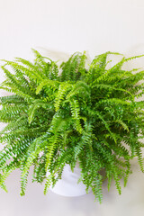 Nephrolepis Boston fern (Nephrolepis exaltata Bostoniensis) is a popular, bushy, decorative houseplant with green, feathery leaves on white background. Growing home plants as a hobby
