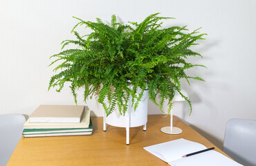Boston fern Nephrolepis (Lat. Nephrolepis exaltata Bostoniensis) is a beautiful bushy, decorative houseplant on a wooden work table in the interior. Cozy comfortable home