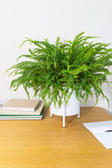 Boston fern Nephrolepis (Lat. Nephrolepis exaltata Bostoniensis) is a beautiful bushy, decorative houseplant on a wooden work table in the interior. Cozy comfortable workspace