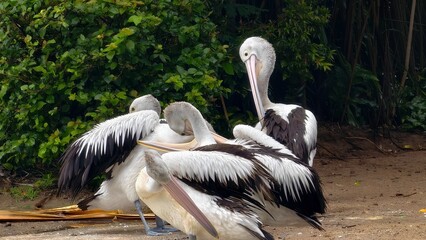 Close-up portrait of a pelican in a natural aquatic environment, showing detailed eye, long bill,...