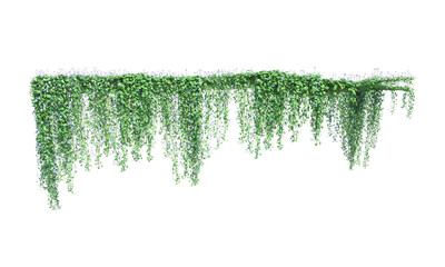 Ivy Viola hederacea white flower frame vertical and horizontal ivy green leaves png alpha channel