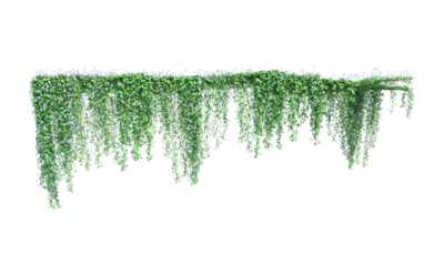 Ivy Viola hederacea white flower frame vertical and horizontal ivy green leaves png alpha channel