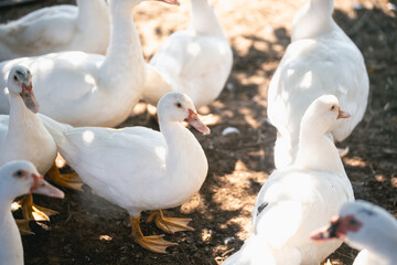 Group of White Ducks in a Natural Setting Amidst Soft Sunlight and Ground Shadows Showing Farm Life and Domestic Wildlife in Nature's Serenity