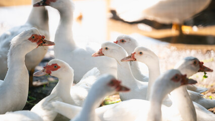 Group of White Ducks with Red Beaks on a Sunny Day near Water in a Natural Habitat Setting Capturing a Peaceful Scene of Nature