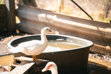 White domestic duck standing beside a water trough in a rustic farmyard setting, showcasing rural life and animal husbandry practices in natural light.