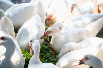 Group of White Domestic Ducks Feeding in Natural Habitat Under Bright Sunlight, Capturing Their Detail and Interaction in a Lush Environment