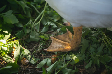 Close-Up View of a Duck's Foot Standing on Green Vegetation with Natural Light Highlighting the Texture and Detail of Its Webbed Toes