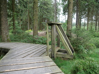 Wooden boardwalk winding through moorland with vegetation and forest in background. Copyspace.