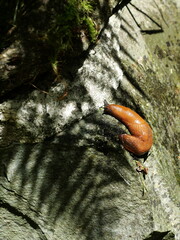 Orange-brown slug crawling on mossy rock, shiny and detailed close-up. Copyspace.