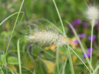 Fountain grass with fluffy plume against a green blurred background. Copyspace.