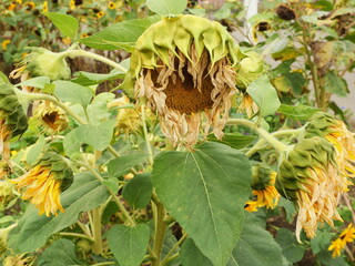 Withered sunflowers in field, symbol of autumn and natural motif symbolizing transience. Detailed natural close-up. Copyspace.