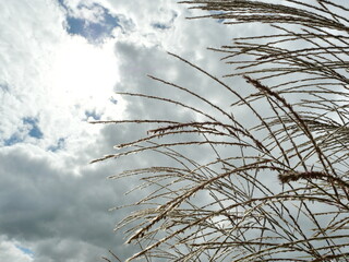 Delicate ornamental grasses against a cloudy sky with light highlights. Copyspace.