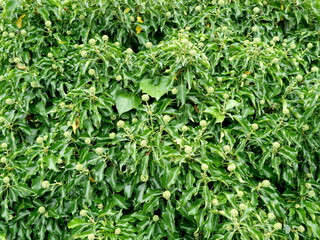 Shiny ivy leaves with young flower buds and water droplets. Close-up. Copyspace.