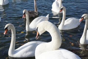 a group of white swans on river. beautiful park wildlife.