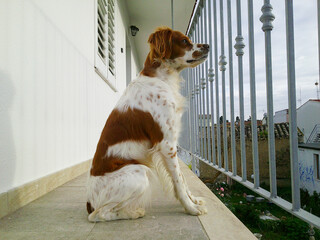 Cane © Steve Fossiant