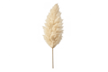 Pampas dry grass plume creating natural decor element for elegant celebration and wedding floral design, transparent background