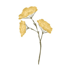 Yellow dried flower branch vector, hand drawn botanical illustration of wild flowers isolated on white background.