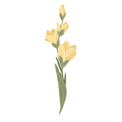 Yellow lily flower on stem with green leaves vector, hand drawn blooming plant illustration isolated on white.