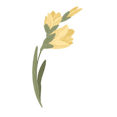 Yellow lily flower on stem with green leaves vector, hand drawn blooming plant illustration isolated on white.