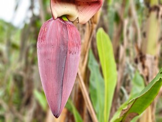 Banana flower  © DesignNFMR