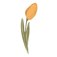 Orange tulip flower with green leaf, hand drawn spring tulip bud, vector illustration isolated on white background
