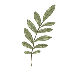 Green leaf branch with small foliage, hand drawn botanical decorative element, illustration isolated on white.