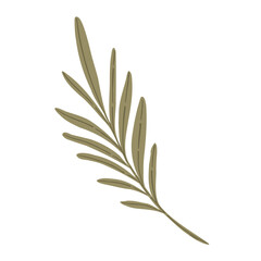 Green leaf branch with small foliage, hand drawn botanical decorative element, vector illustration isolated on white.