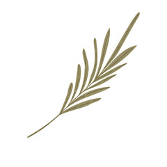 Green leaf branch with small foliage, hand drawn botanical decorative element, vector illustration isolated on white.