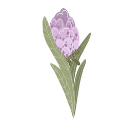 Purple hyacinth flower bud with green leaves, hand drawn spring floral element, vector illustration isolated on white background