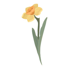 Yellow daffodil flower with orange center and leaves, hand drawn spring narcissus, vector illustration isolated on white