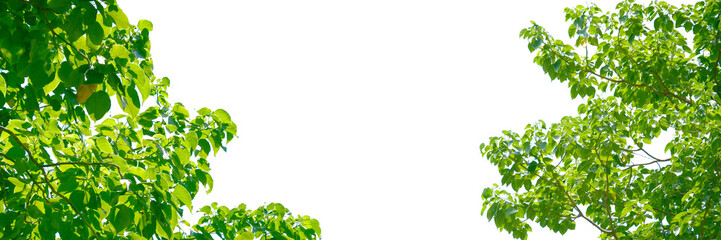 Fresh green leaves create a vibrant contrast against the bright sky. The photo highlights the...