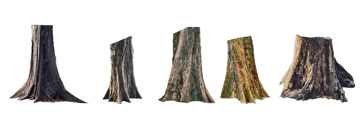 A collection of various tree stumps against an isolated background, showcasing the textures of the wood