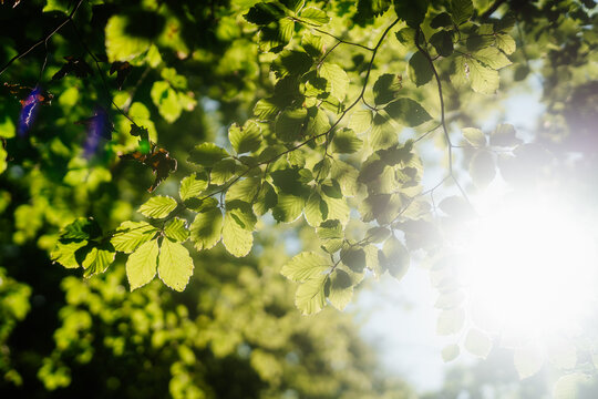 Close-up of vibrant green forest leaves with bright sunlight and sunburst effect