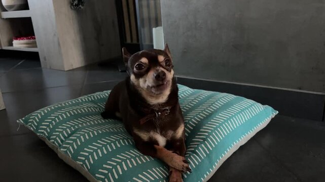 Cute brown Chihuahua dog relaxing on blue pillow and winking
