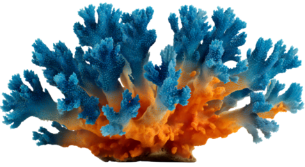 Coral reef in vivid blue and orange, intricate branched structure, on a transparent background
