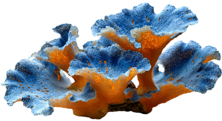 A close-up of vibrantly colored, textured coral against a transparent background
