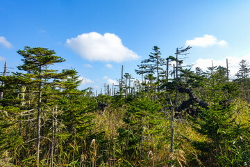 Obraz premium Scenic view of dead trees and pine forest in Hokkaido, Japan, pristine northern wilderness under a blue sky.