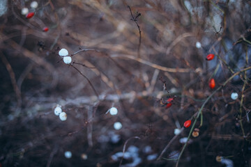 Soft focus nature background with white and red berries on thin branches, shallow depth of field...